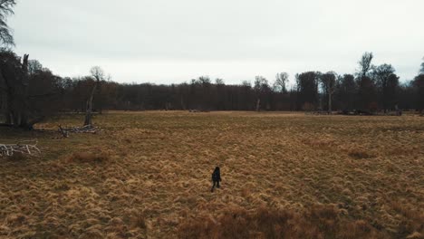 Drone-view-of-the-Dyrehaven--deer-park-Copenhagen--A-woman-walking-in-the-Dyrehaven-Park