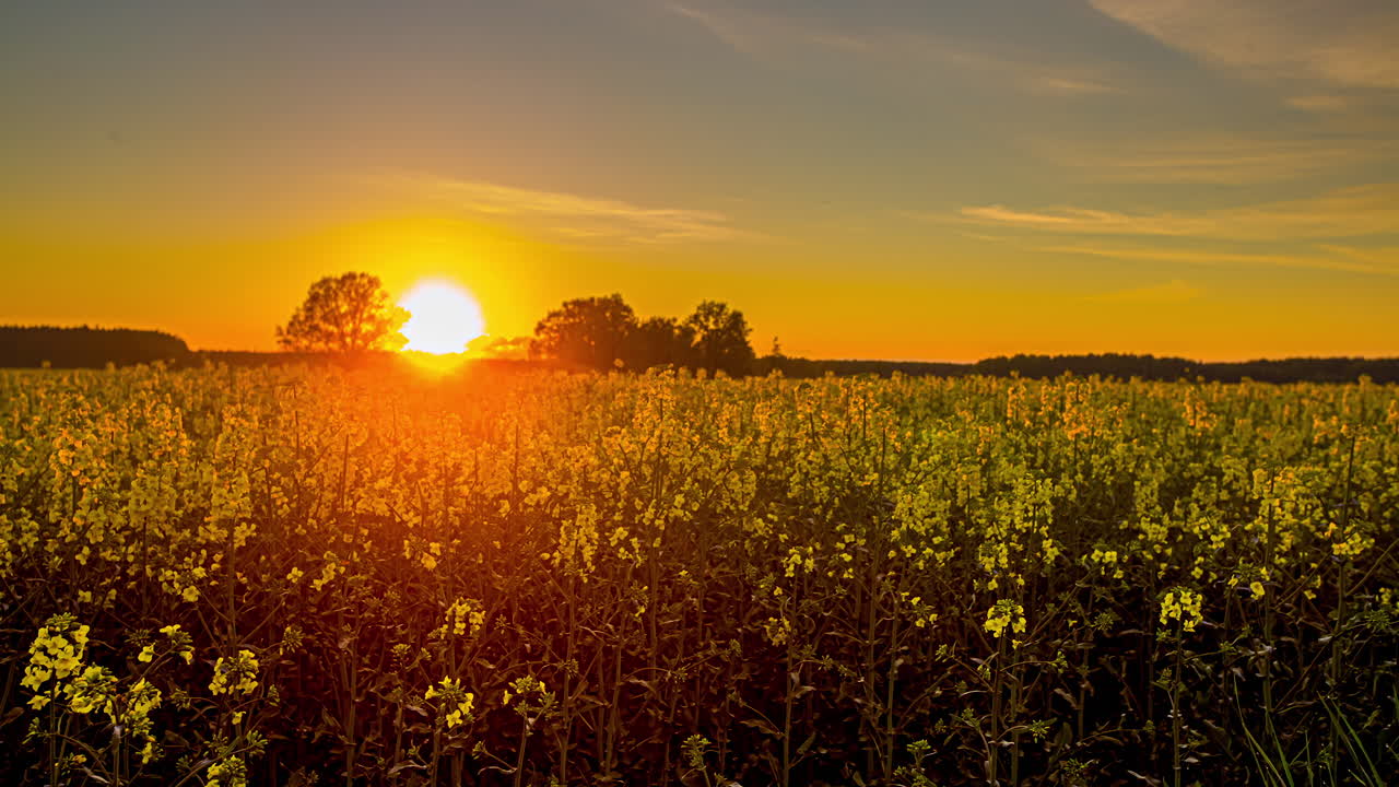 puesta de sol sobre tierras rurales llenas de flores amarillas de aceite de canola, letonia
