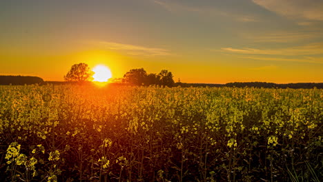 sunset above rural land filled with yellow canola oil flowers, latvia