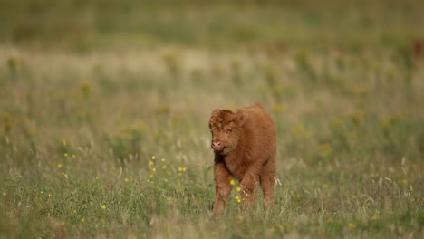 Das-Süße-Hochlandkalb-Läuft-In-Zeitlupe-Durch-Die-üppige-Wiese,-Wassenaar