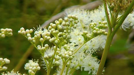 Sweet-Cicely,-Myrrhis-Odorata,-are-seen-on-grassy-areas-such-as-roadsides-and-grass-verges