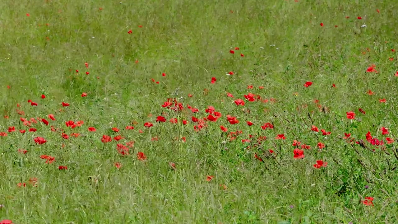 Papaveri rosso vivo che crescono in un prato. Estate. Regno Unito.