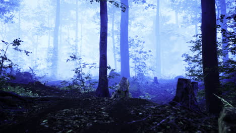 misty forest landscape with trees and underbrush in twilight setting