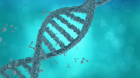 dna double helix and molecule models