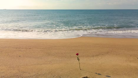 Rosa-Roja-En-Una-Hermosa-Playa-Con-Olas-Pequeñas-Costa-Brava-Barcelona-España