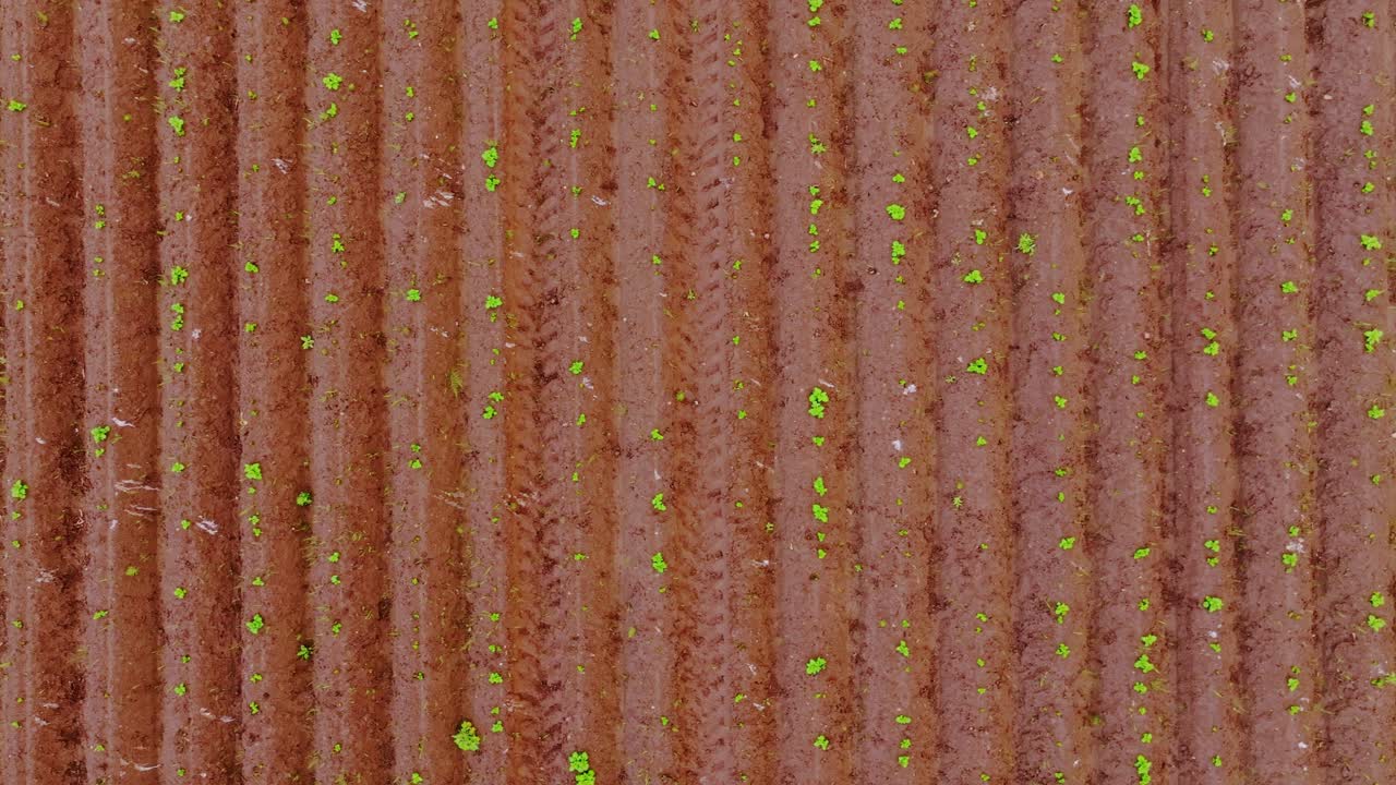 Geometric farmland pattern, potato plants sprouting across parallel soil rows