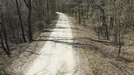 unpaved road between the leafless trees in the forest in daytime