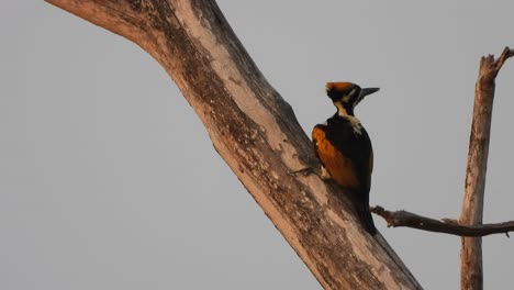 Pájaro-Carpintero-En-Busca-De-Comida-En-El-árbol-..