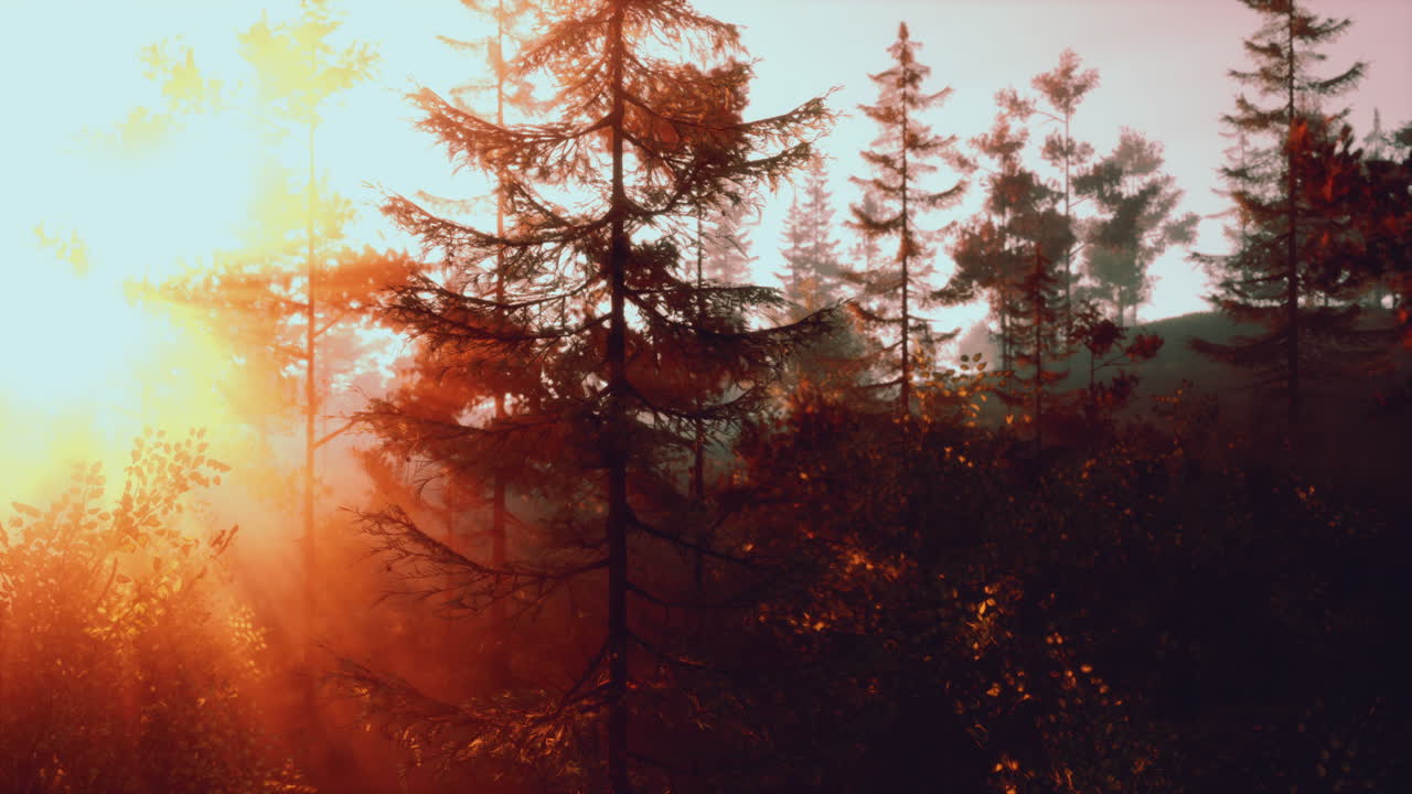 rayos de sol a través de un bosque de niebla