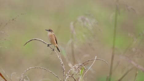 camera zooms out while facing to the left as seen on a grass, amur stonechat or stejneger's stonechat saxicola stejnegeri, thailand