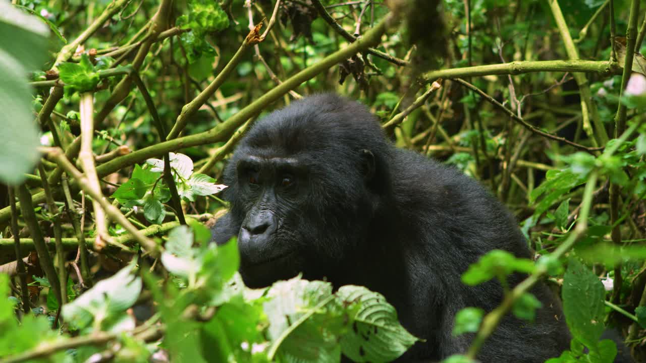 Specie in via di estinzione in natura, gorilla femmina che si rilassa nella fitta foresta pluviale ruandese, Africa