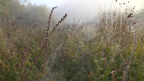 Telaraña-Húmeda-En-Tiempo-De-Niebla,-Mañana-En-Temporada-De-Otoño