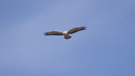 blonde buzzard hovering against pale blue sky looking for prey