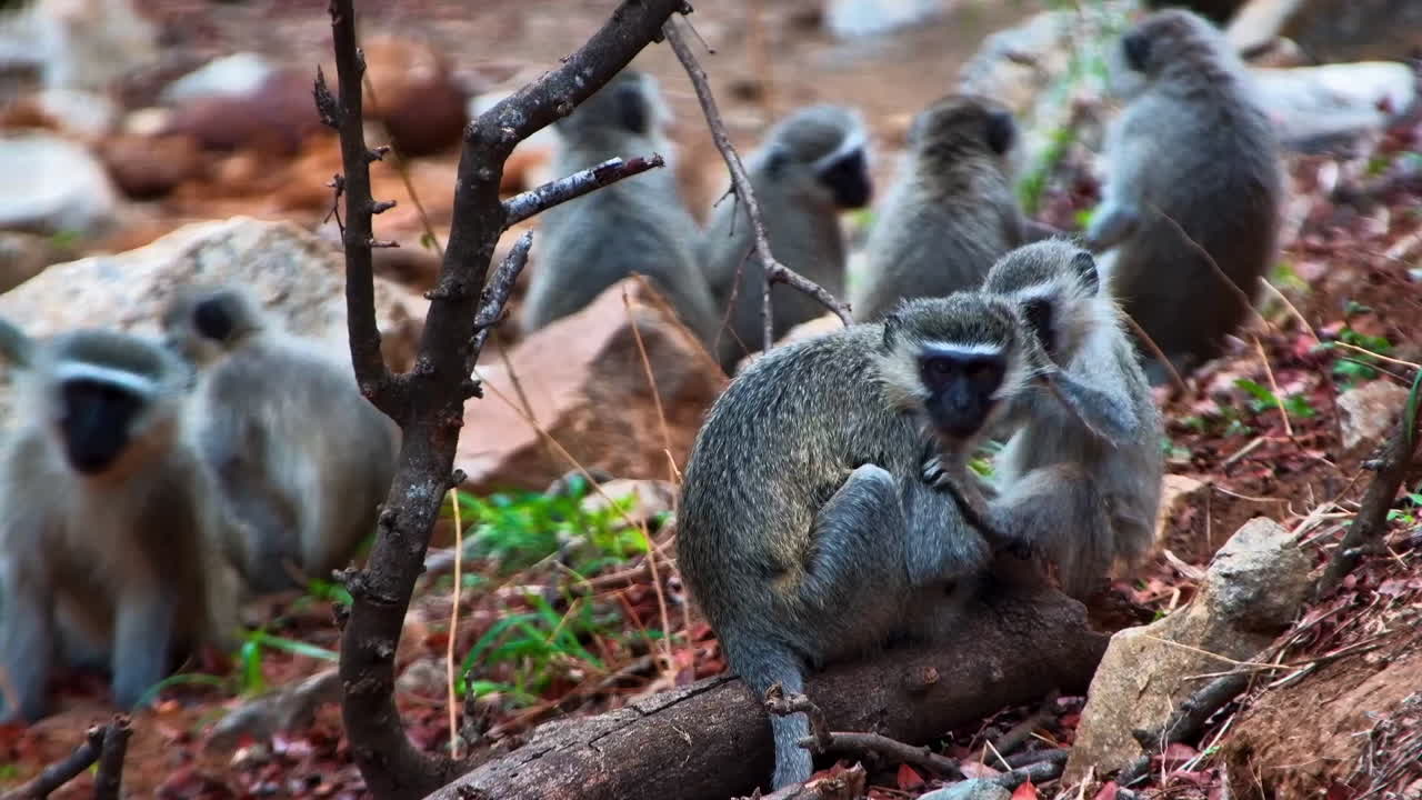 A medium-wide shot of a young Vervet monkey grooming an adult in a heartwarming display of social bonding