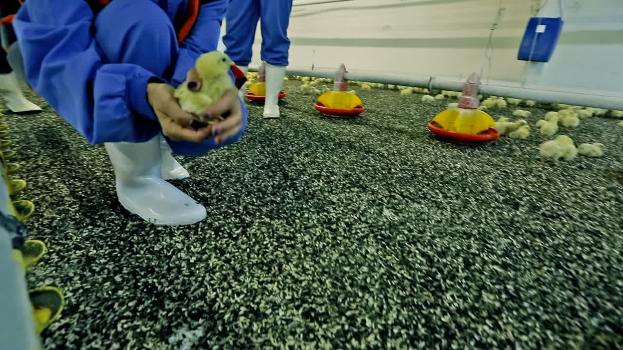 Yellow Spring Chick in Farmer Hands