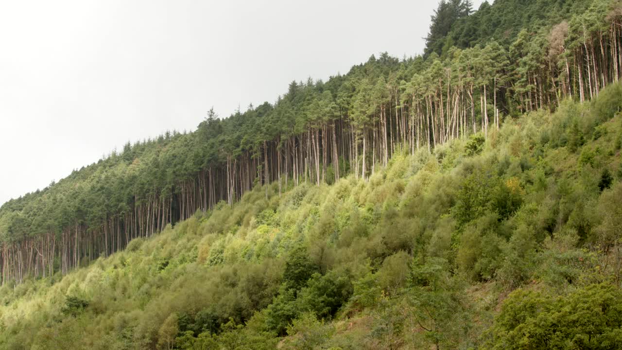 sombras moviéndose a través del bosque en el valle de afan