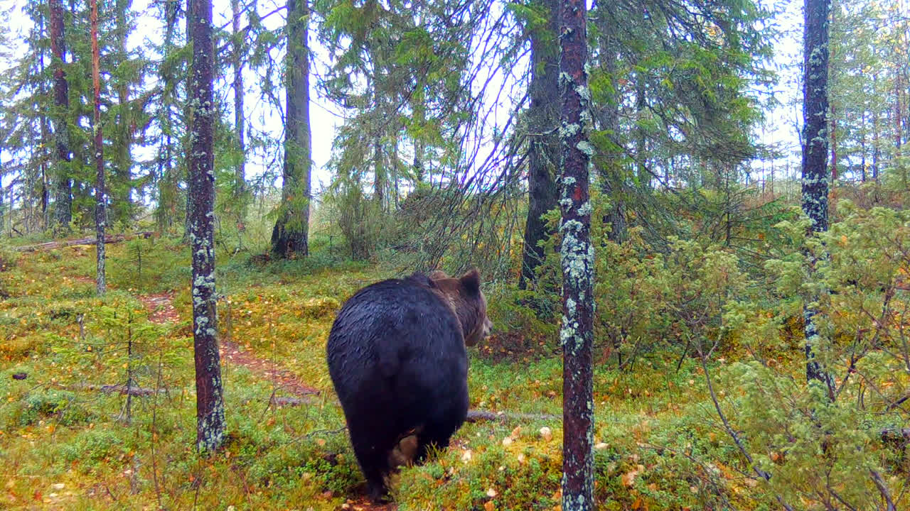vista trasera de un oso pardo caminando por los bosques durante el día