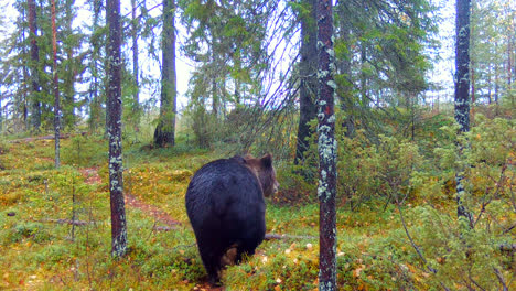 back view of a brown bear walking through forest woods on daytime