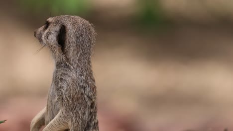 suricata en alerta y observando el medio ambiente