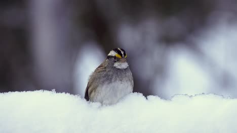 white-throated sparrow on a snowy perch, quickly looking around