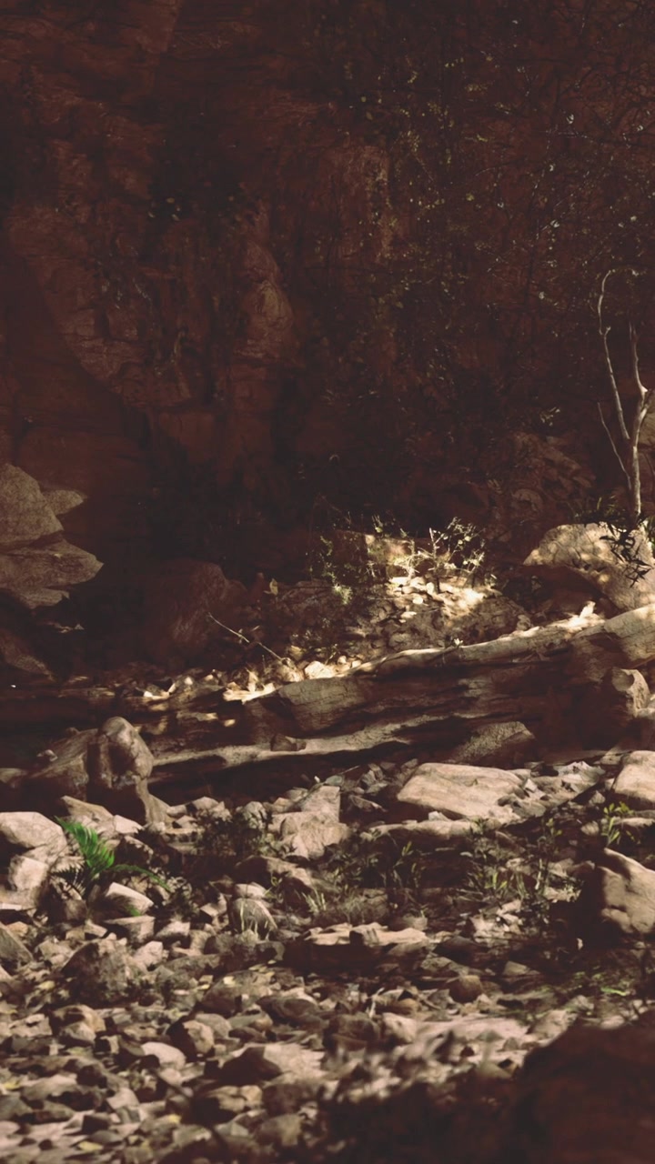 Paesaggio naturale con rocce e vegetazione in un'area scarsamente illuminata.