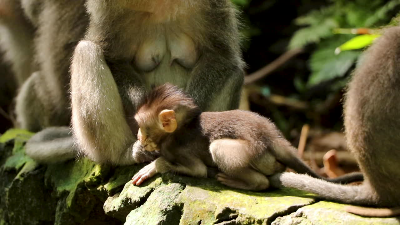 primer plano: mono bebé en la pared de piedra rascándose con la madre contra el fondo de la jungla en el bosque de monos scsared, ubud bali