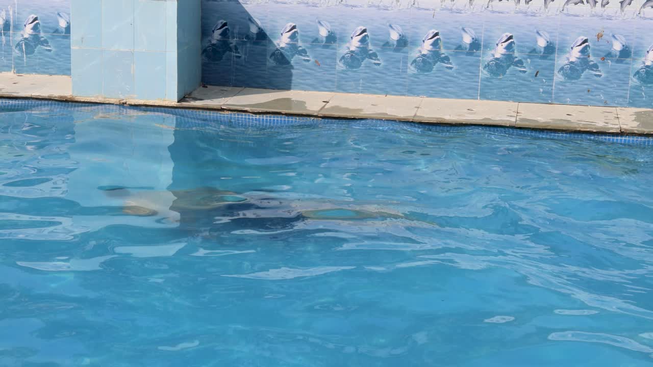 고립 된 젊은이 가 아침 에 은 물 을 가진 수영장 에 다이빙 하고 있다