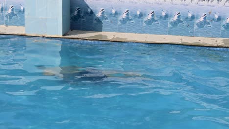 joven aislado buceando en una piscina con agua clara por la mañana