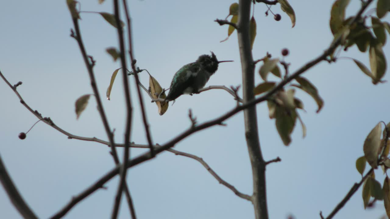 zooming out from a small hummingbird sitting on a branch then flying off