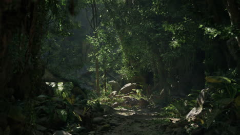 a scenic dirt path winding through a lush forest in new zealand mountain path