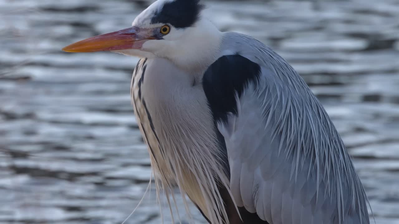 observando a una garza parada junto a un lago