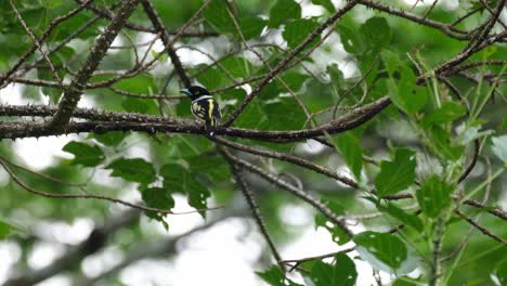 Seen-from-its-back-on-a-thorny-branch-looking-to-the-left-while-the-forest-wind-blows-hard,-Black-and-yellow-Broadbill-Eurylaimus-ochromalus,-Thailand