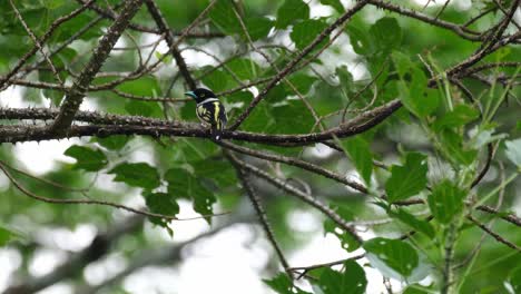 visto desde su espalda en una rama espinosa mirando hacia la izquierda mientras el viento del bosque sopla fuerte, eurylaimus ochromalus de pico ancho negro y amarillo, tailandia