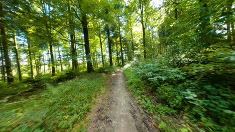 fpv, drohne fliegt über einen schmalen pfad mit grüner vegetation in richtung dichter bäume im wald in der schweiz