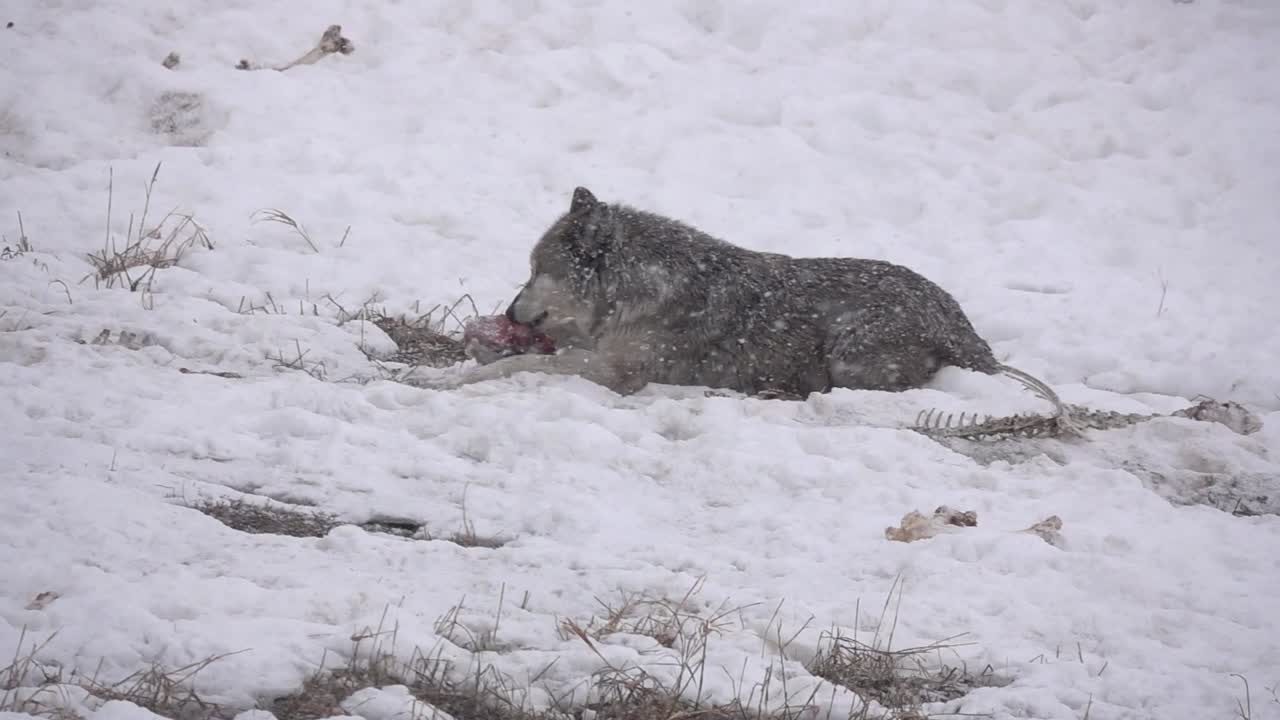 Adult wolf eating meat in a blizzard