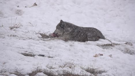 adult wolf eating meat in a blizzard