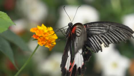 Majestic-Black-Red-Butterfly-Sucking-Pollen-of-Orange-Yellow-Flower-in-Wilderness---Bokeh-Effect-in-Background