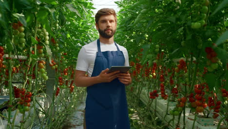 Landarbeiter-Kontrolliert-Die-Qualität-Des-Tomatenanbaus-Auf-Der-Plantage