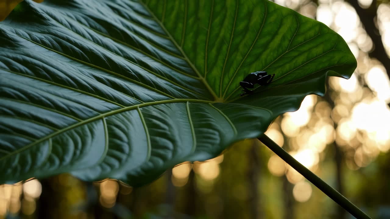 Frog on a Large Green Leaf