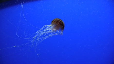 medusas con rayas marrones nadando hacia los lados fondo azul cámara lenta
