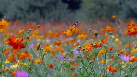 Butterfly-sitting-on-colorful-flowers-among-beautiful-flower-field-with-background-blur