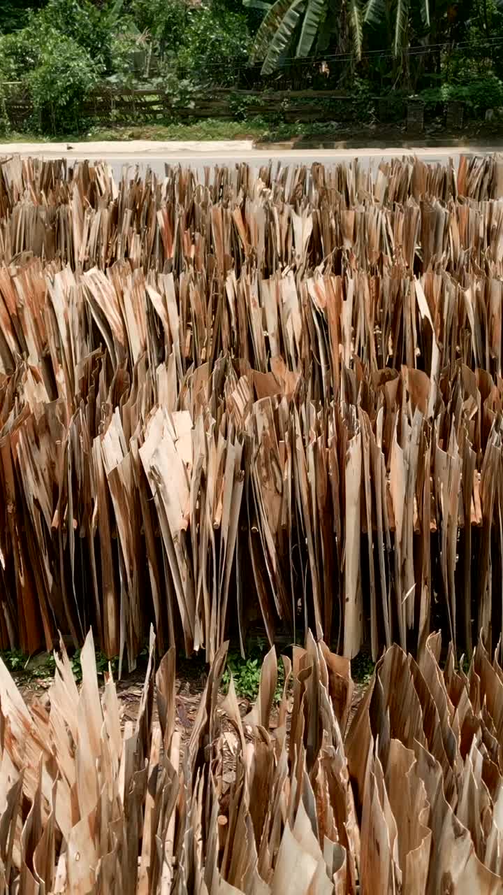 Drying Palm Leaves