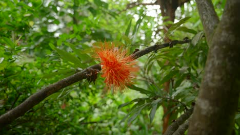 Video of incredible plants from a botanical garden in Victoria on Mahe island in Seychelles