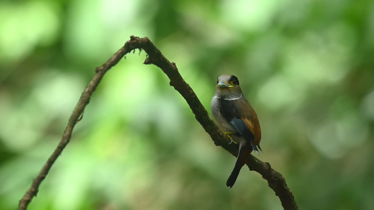 pico ancho de pecho plateado, serilophus lunatus