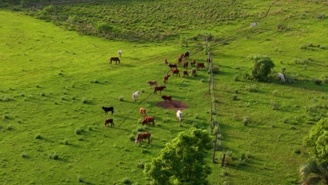 Cows-grazing-peacefully-in-a-lush-green-field-set-against-the-picturesque-landscape-of-Argentina