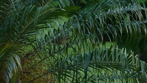 Curious-bird-hiding-inside-the-branches-of-a-bush,-jumping-around-a-little-before-flying-away