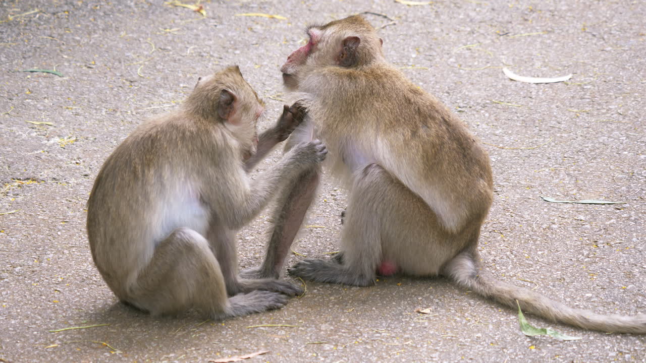 los monos salvajes están en el suelo y descansan