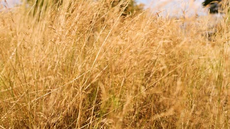 바람에 움직이는 높은 풀