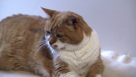 a geriatric cat rests on a blanket and looks left