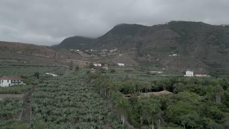 Banana-plantation-next-to-a-mountain,-natural-farm